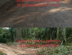 PT ALR Klaim Perbaikan Jalan SP3 Sengkuang Sudah Capai 500 Meter, Siapkan Solusi Bagi Masyarakat