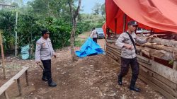 Polsek Pajar Bulan Tertibkan Arena Sabung Ayam di Desa Pajar Tinggi