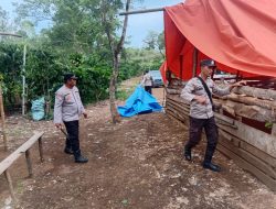 Polsek Pajar Bulan Tertibkan Arena Sabung Ayam di Desa Pajar Tinggi