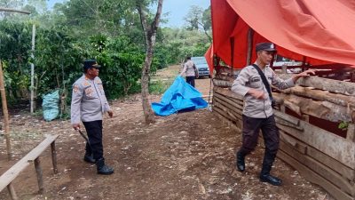 Polsek Pajar Bulan Tertibkan Arena Sabung Ayam di Desa Pajar Tinggi