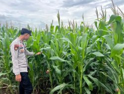 Polsek Mulak Ulu Pantau Tanaman Jagung di Desa Geramat, Dukung Ketahanan Pangan