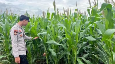 Polsek Mulak Ulu Pantau Tanaman Jagung di Desa Geramat, Dukung Ketahanan Pangan