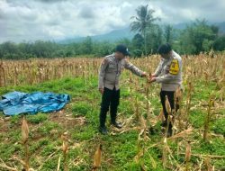 Polsek Kota Agung Panen Jagung Bersama Petani di Desa Tanjung Bulan