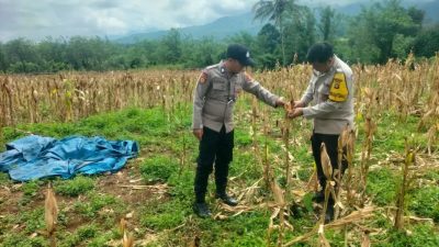 Polsek Kota Agung Panen Jagung Bersama Petani di Desa Tanjung Bulan